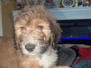 Mixed Breed dogs Carmon - Ad 24