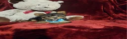 Yorkshire Terrier dogs for sale: *KNOX* - Ad 6
