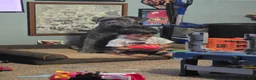 Cane Corso dogs for sale: Cane Corso 3 - Ad 2