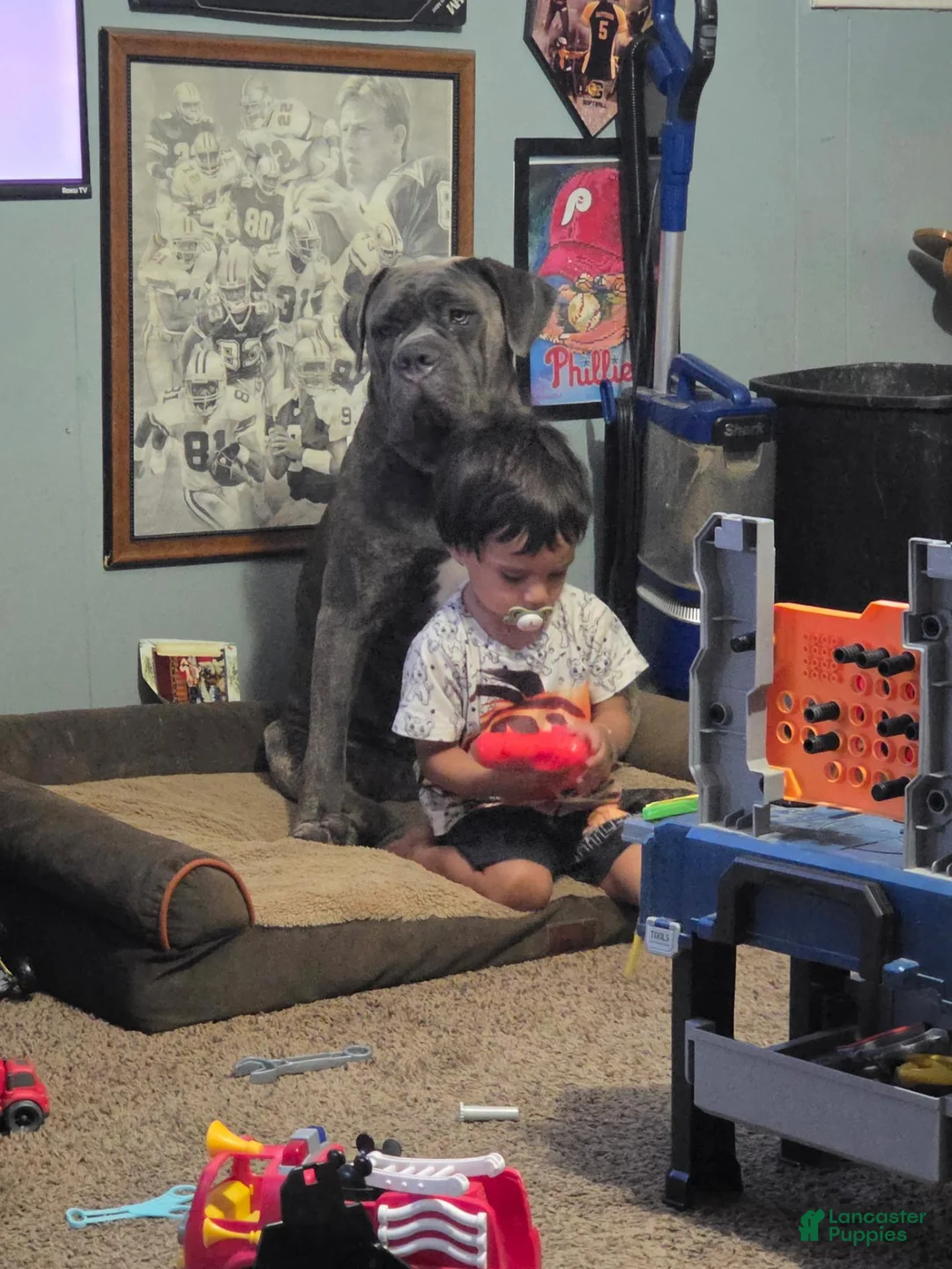 Cane Corso dogs for sale: Cane Corso 3 - Ad 2