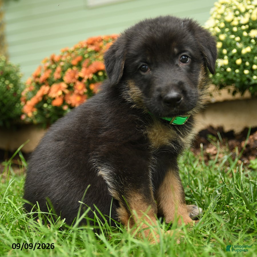 German Shepherd dogs Bruno - Ad 1