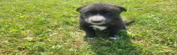 Mixed Breed dogs for sale: Black  - Ad 2