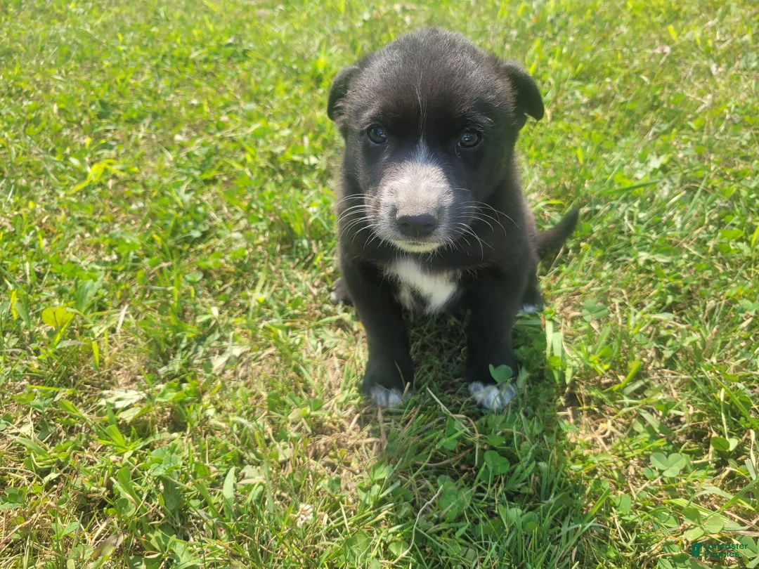 Mixed Breed dogs for sale: Black  - Ad 2