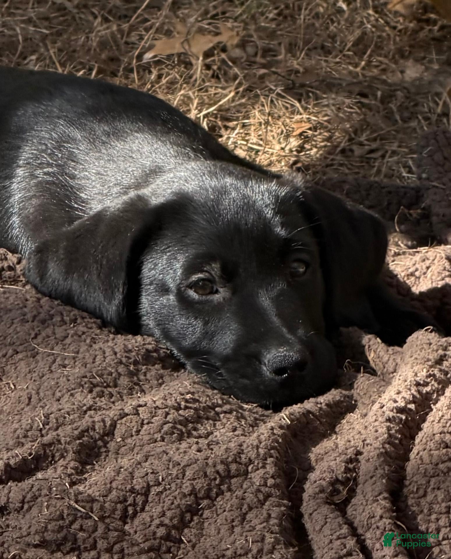 Labrador Retriever dogs for sale: Labrador Retriever 1 - Ad 6