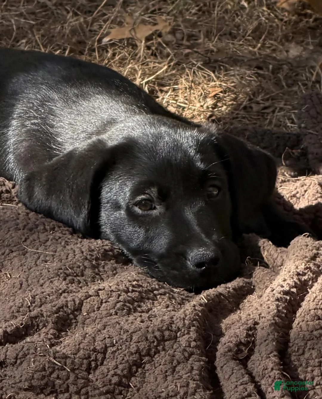 Labrador Retriever dogs for sale: Labrador Retriever 1 - Ad 1