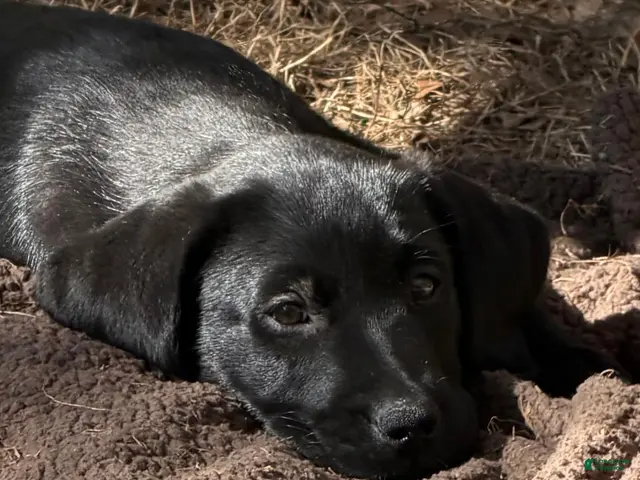 Labrador Retriever dogs for sale: Labrador Retriever 1 - Ad 6