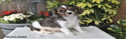 Cavalier King Charles Spaniel dogs for sale: Conner - Ad 1