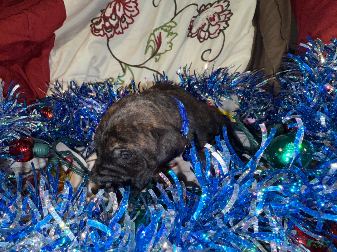 Great Dane dogs for sale: Mylar - Ad 13