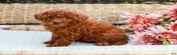 Toy Poodle dogs for sale: Biscuit - Ad 3