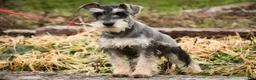Miniature Schnauzer dogs for sale: Murphy - Ad 5