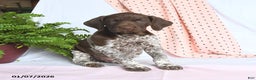 German Shorthaired Pointer dogs for sale: Atlas - Ad 2