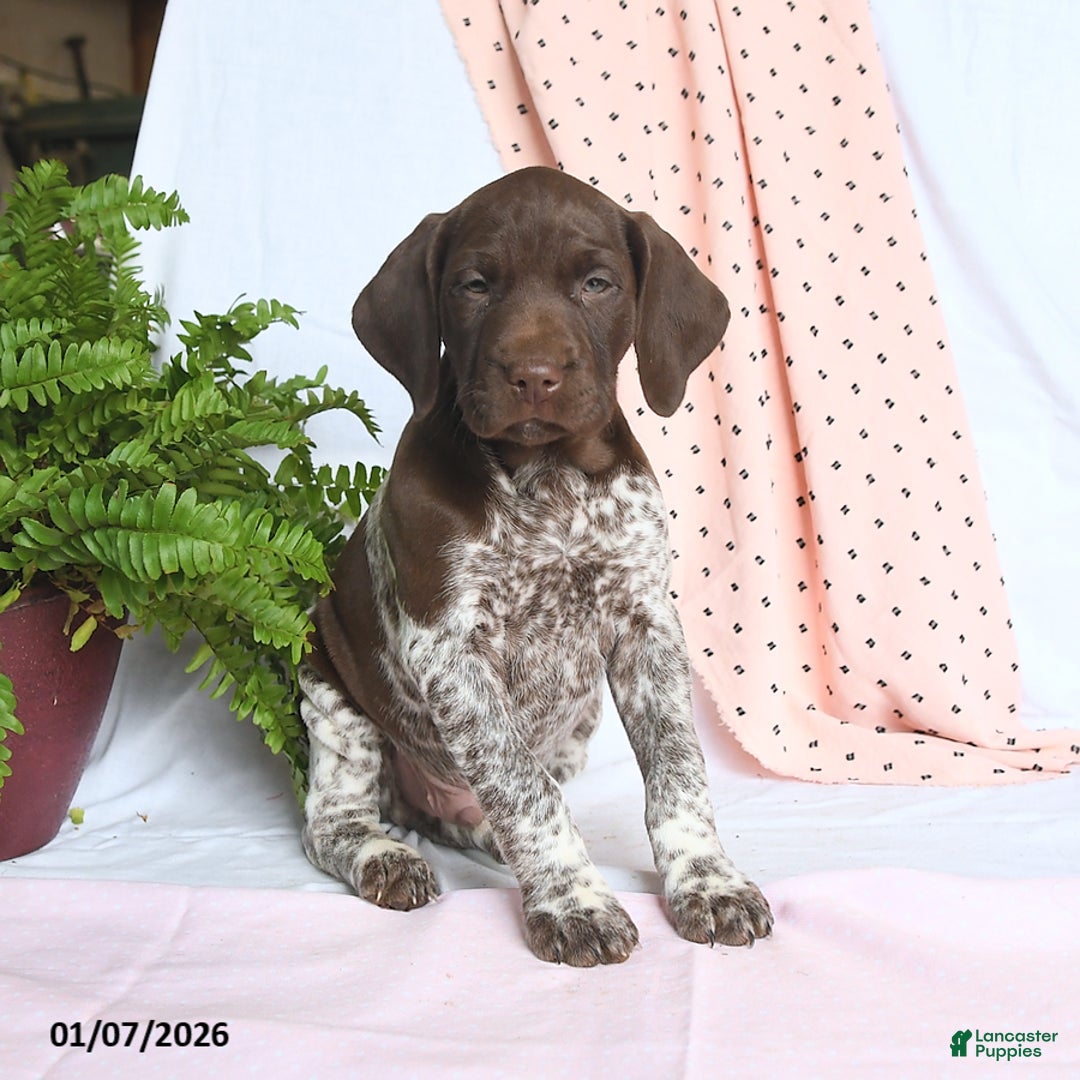 German Shorthaired Pointer dogs for sale: Atlas - Ad 2