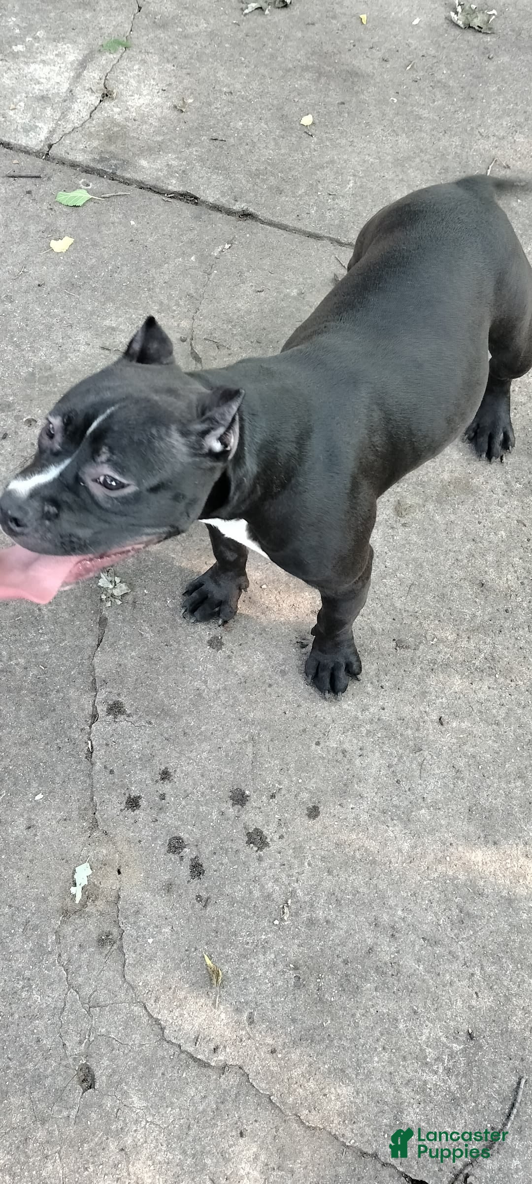 American Bully dogs for sale: Black out - Ad 1