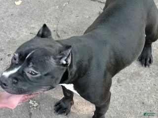 American Bully dogs Black out - Ad 13