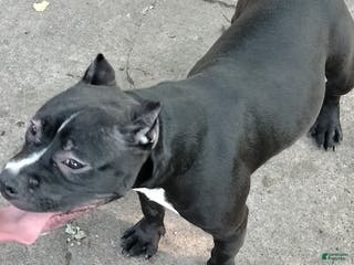 American Bully dogs Black out - Ad 38