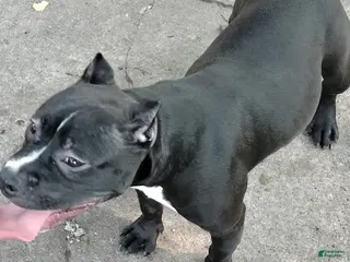 American Bully dogs Black out - Ad 37