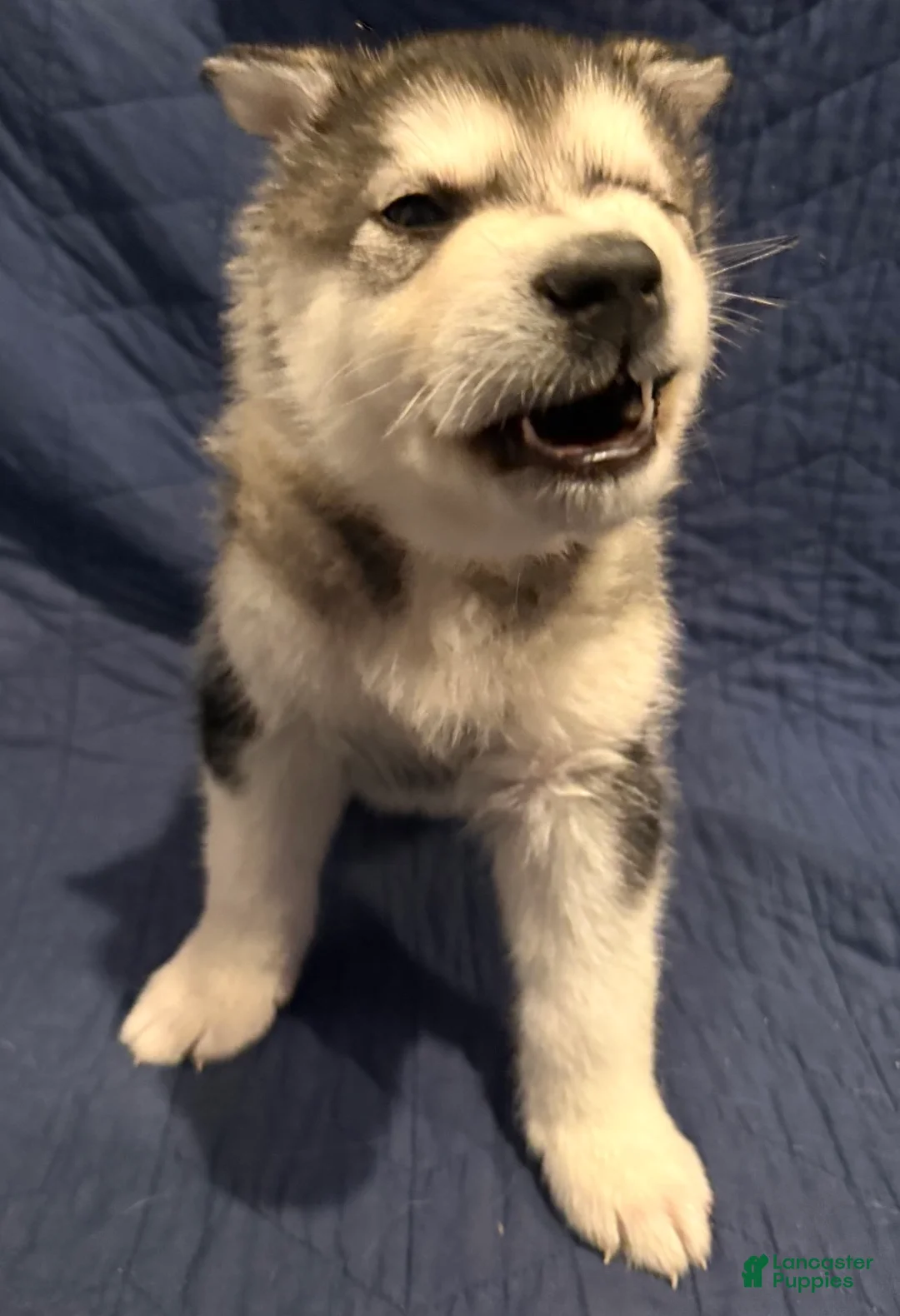 Alaskan Malamute dogs for sale: Brom - Ad 2