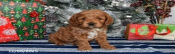 Cockapoo dogs for sale: Dallas - Ad 1