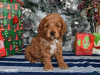 Cockapoo dogs Dallas - Ad 4