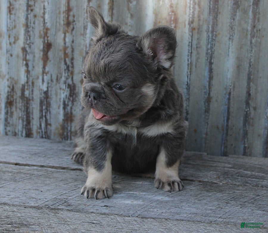 French Bulldog dogs for sale: Bandit - Ad 2