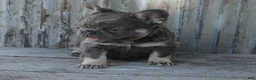 French Bulldog dogs for sale: Bandit - Ad 1