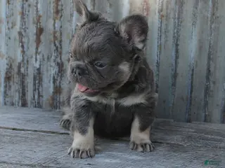 French Bulldog dogs for sale: Bandit - Ad 2