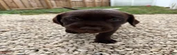 Labrador Retriever dogs for sale: Labrador Retriever Puppy 4 - Ad 4