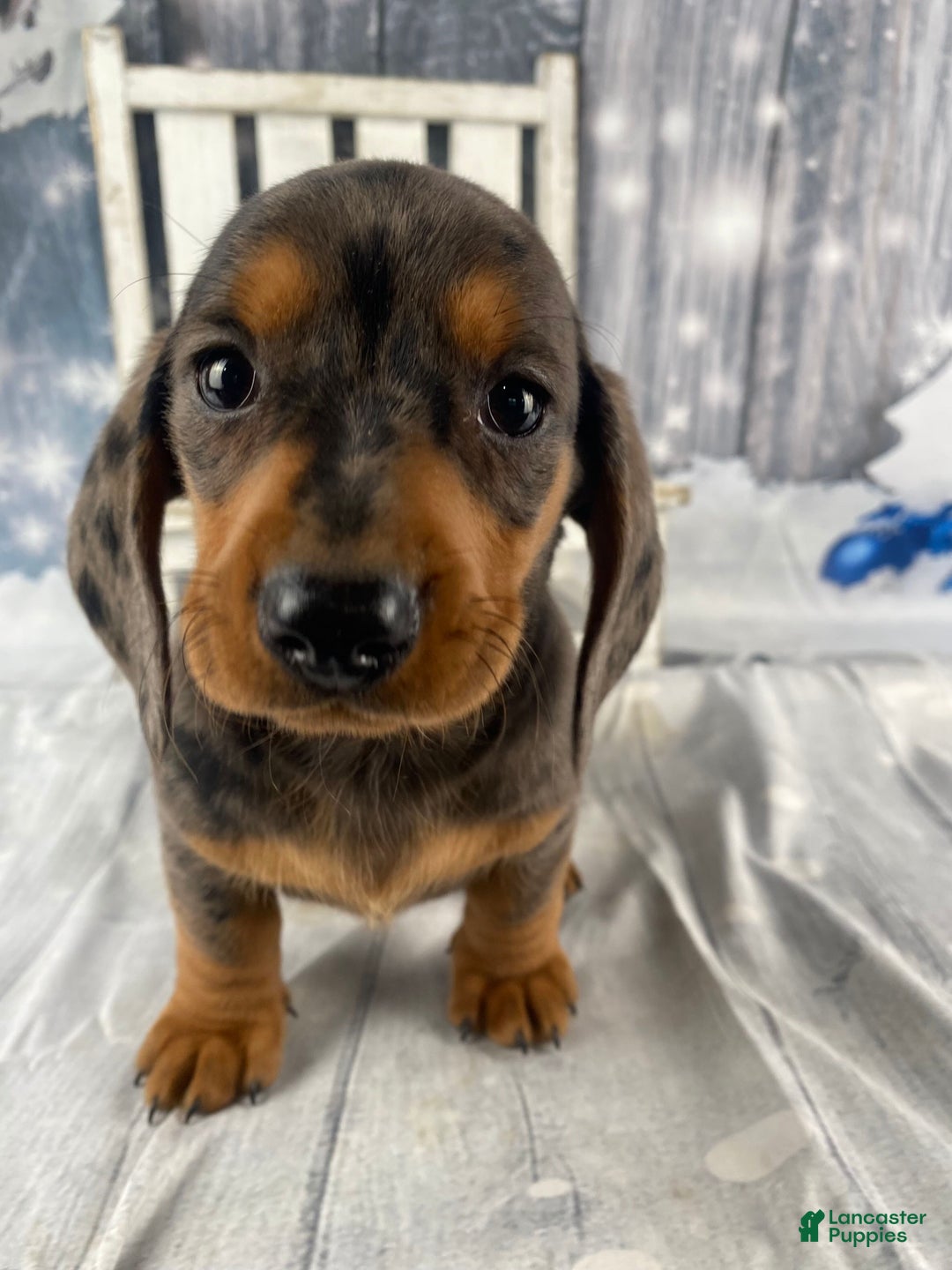Miniature Dachshund dogs for sale: Joey - Ad 6