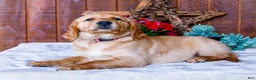 Golden Retriever dogs for sale: Dahlia - Ad 5