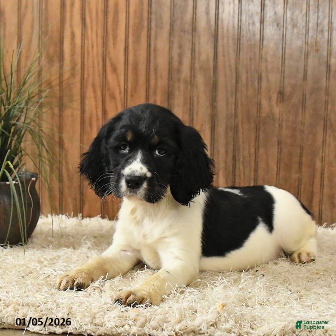 English Springer Spaniel dogs for sale: Faith - Ad 2