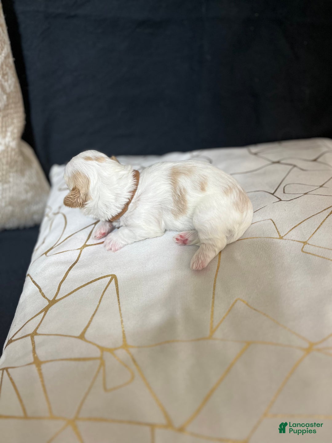 Shih Tzu dogs for sale: Rose - Ad 5