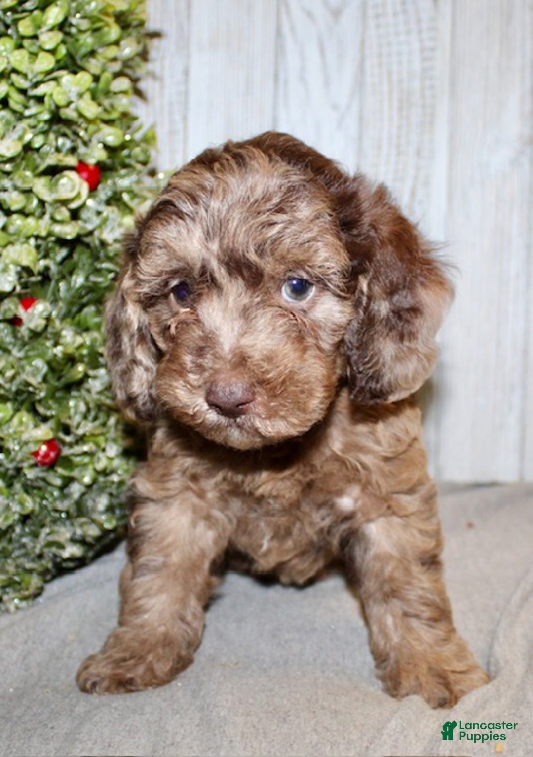 Mixed Breed dogs for sale: Jamin - Ad 3