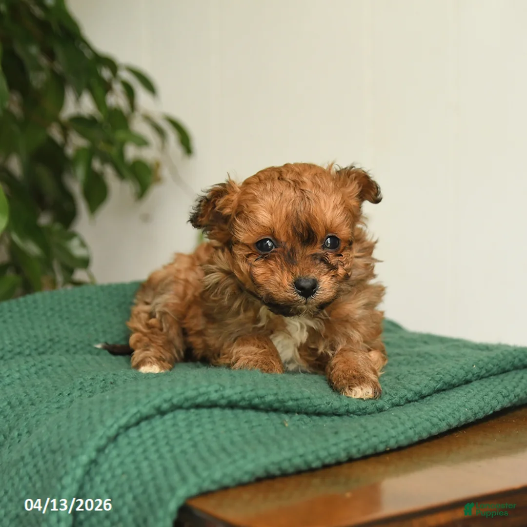 Pomapoo dogs for sale: Lucy - Ad 3