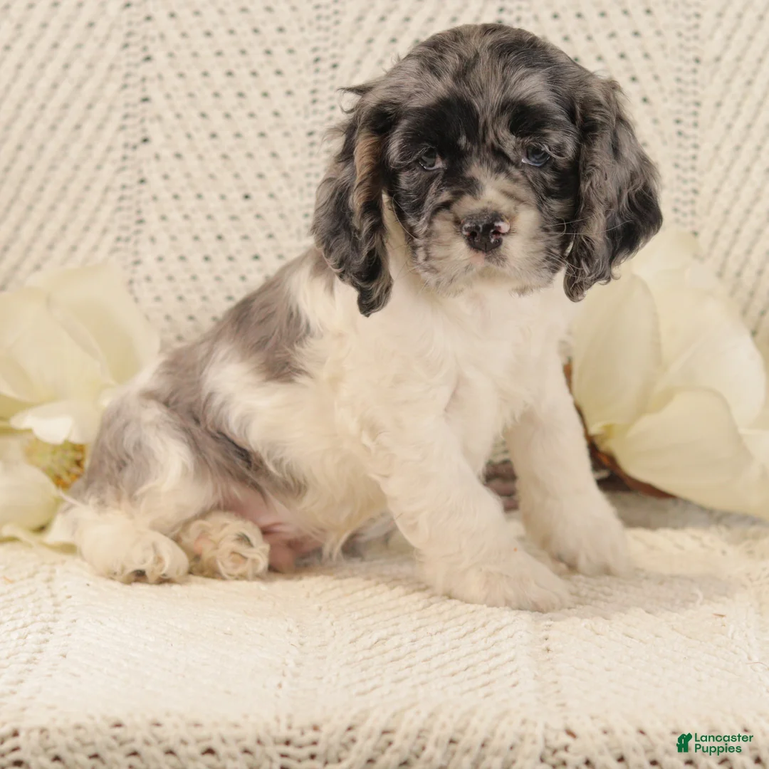 Cocker Spaniel dogs for sale: Baby Bear - Ad 1