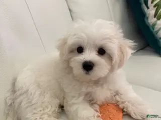 Maltipoo dogs Maltipoo Puppy 1 - Ad 8