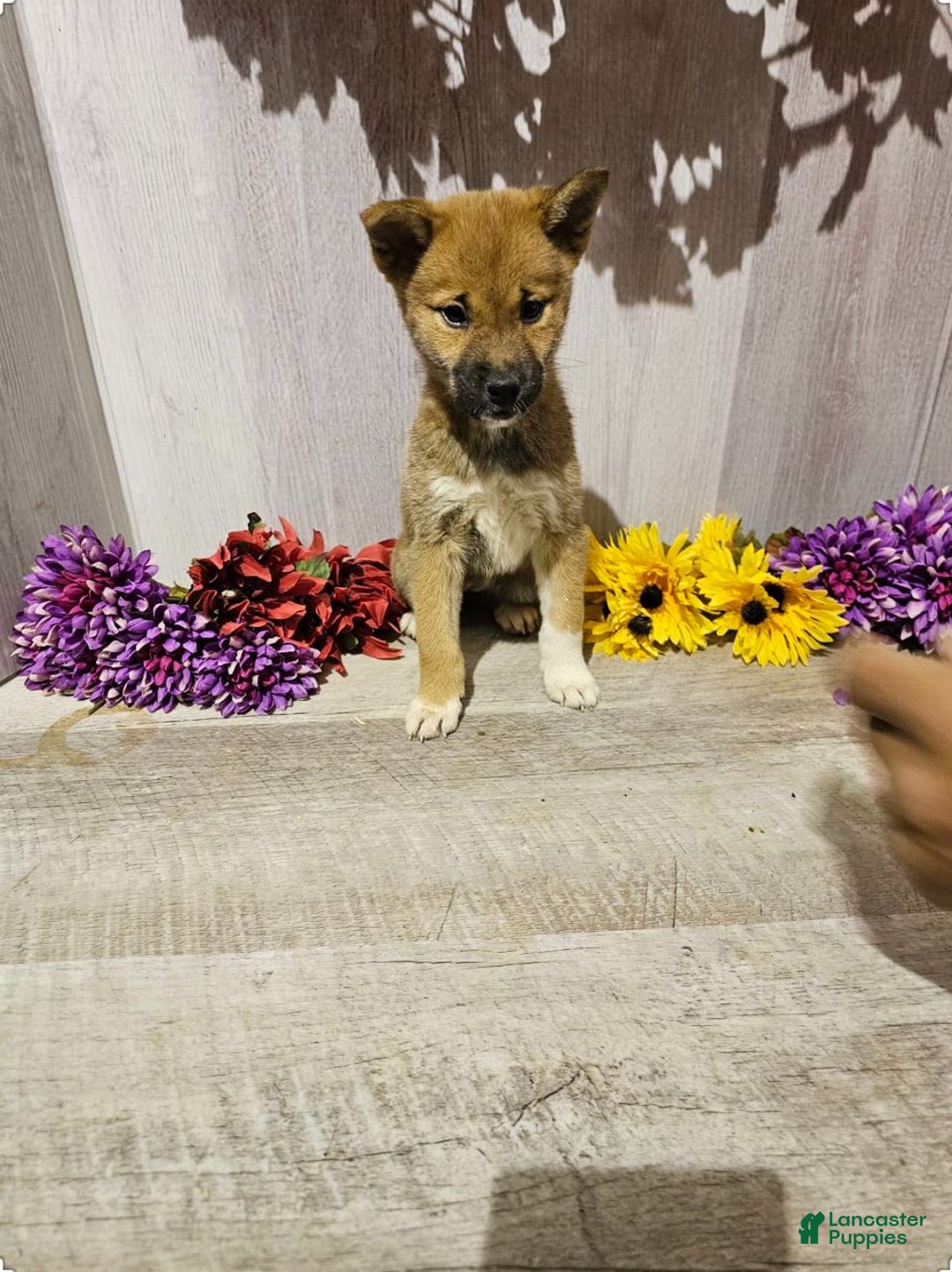 Gallery Image {{count}}