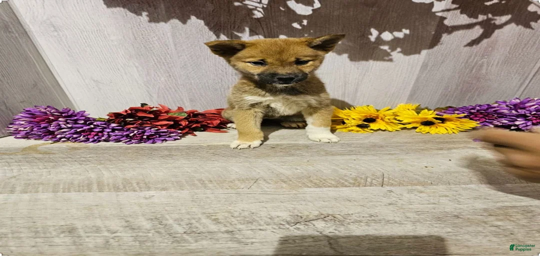 Gallery Image {{count}}