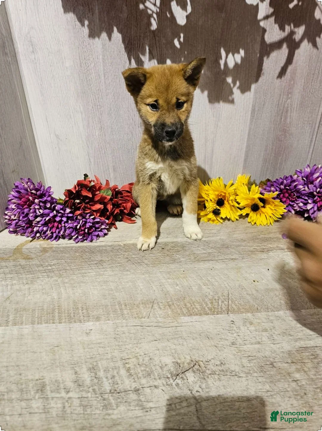 Gallery Image {{count}}