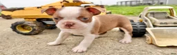 Boston Terrier dogs for sale: Clyde - Ad 4