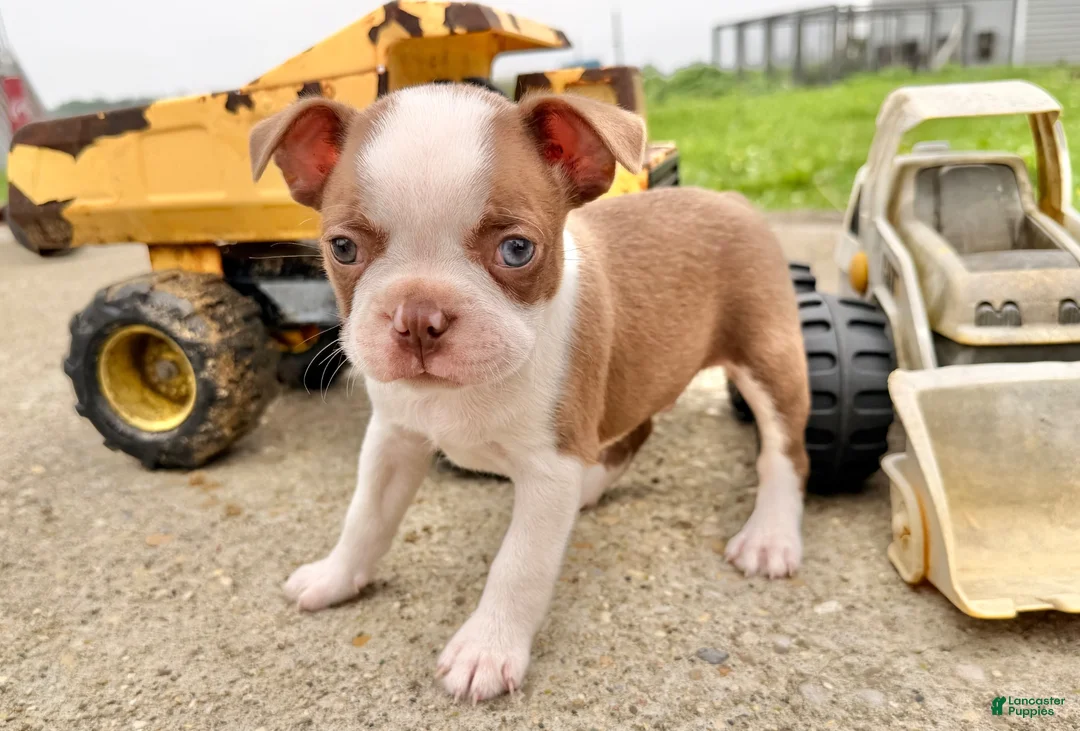 Boston Terrier dogs for sale: Clyde - Ad 4
