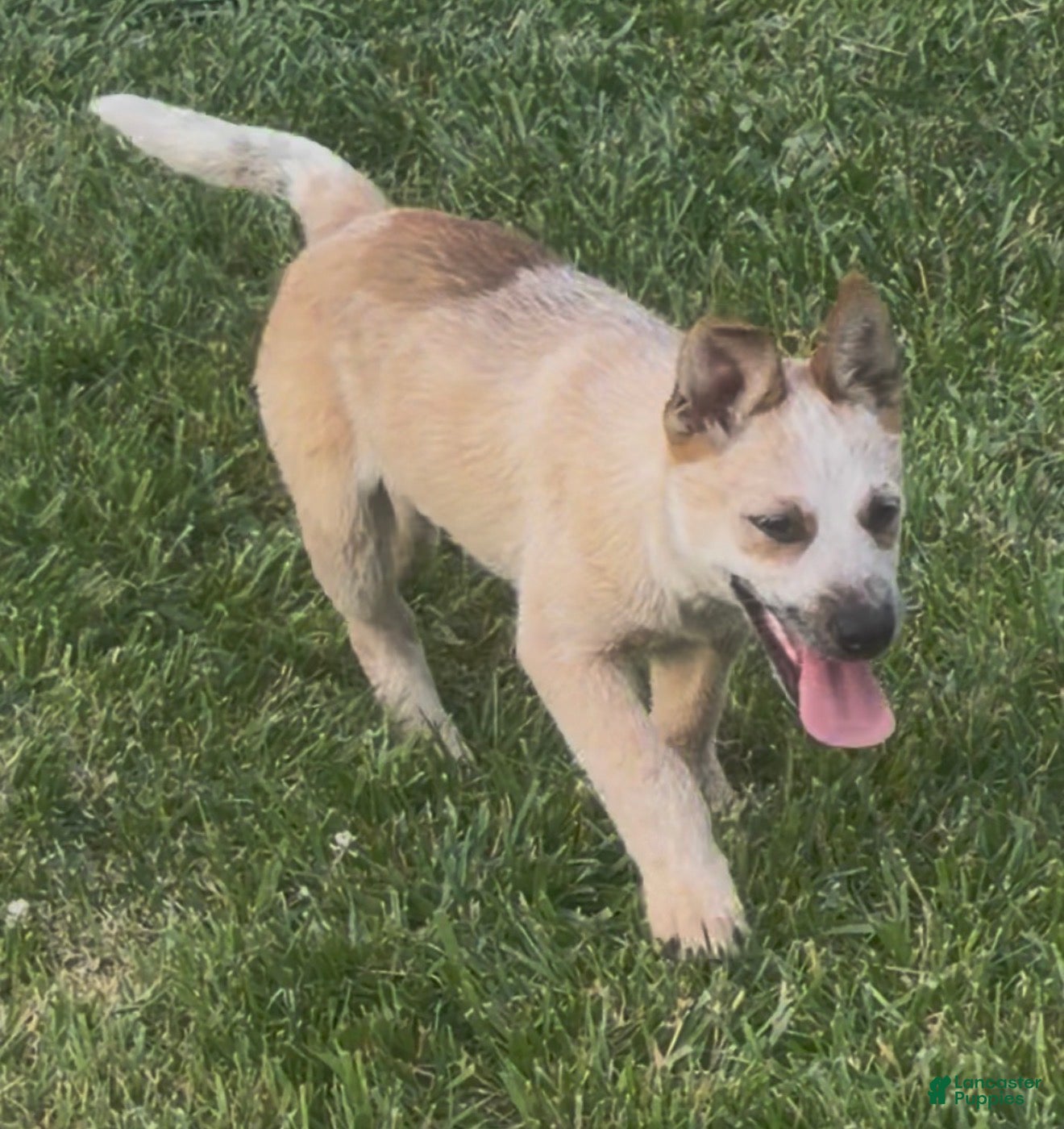 Australian Cattle Dog dogs Bella Bear - Ad 39