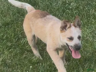 Australian Cattle Dog dogs Bella Bear - Ad 39