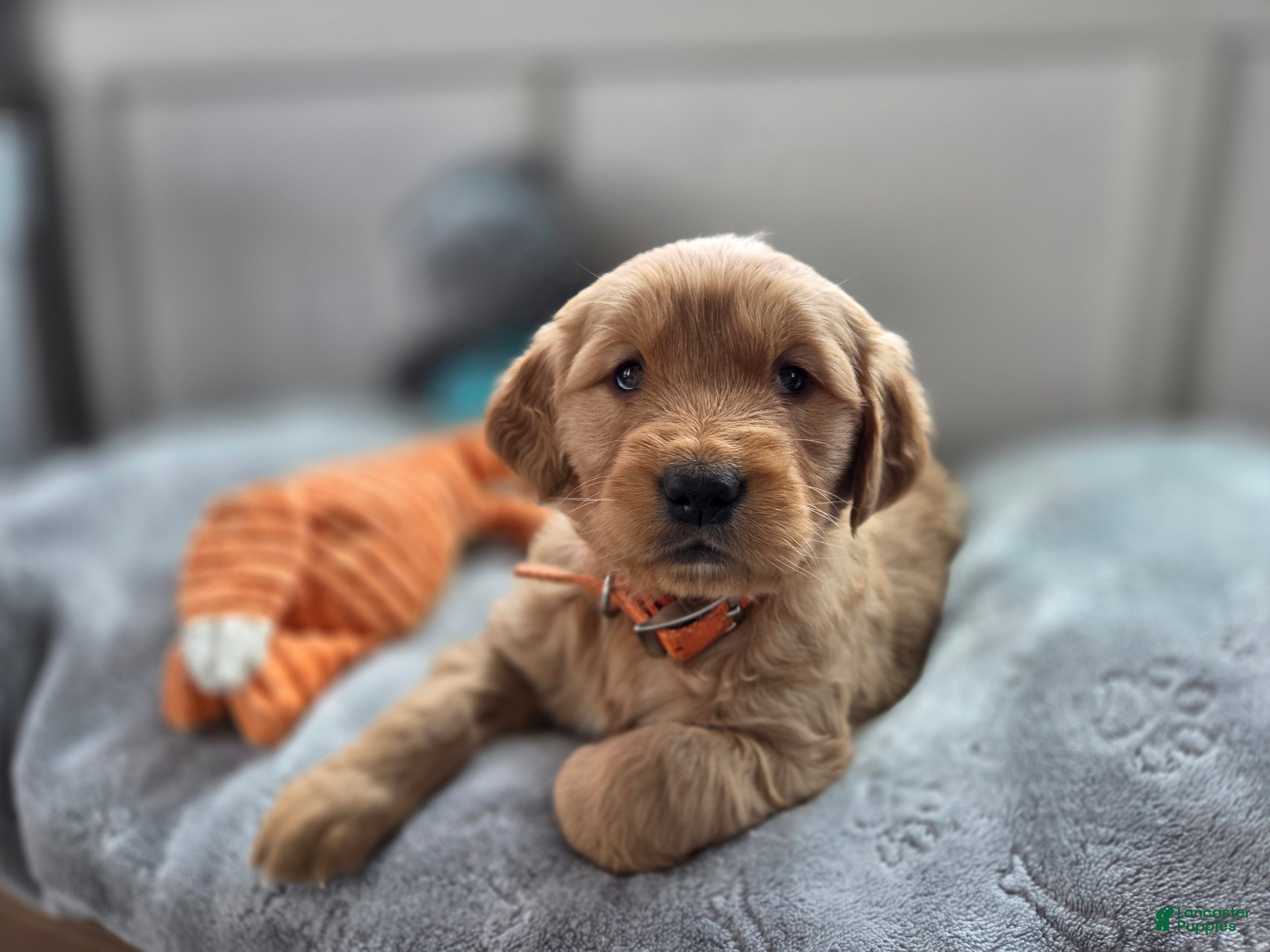 Golden Retriever dogs Shelby - AKC  - Ad 1