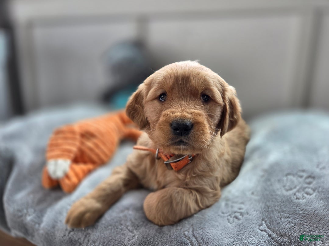 Golden Retriever dogs for sale: Shelby - AKC  - Ad 1