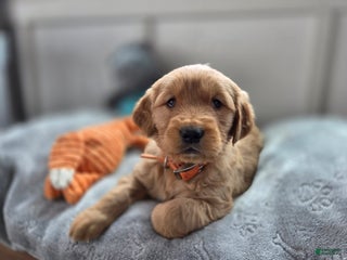 Golden Retriever dogs Shelby - AKC - Ad 1