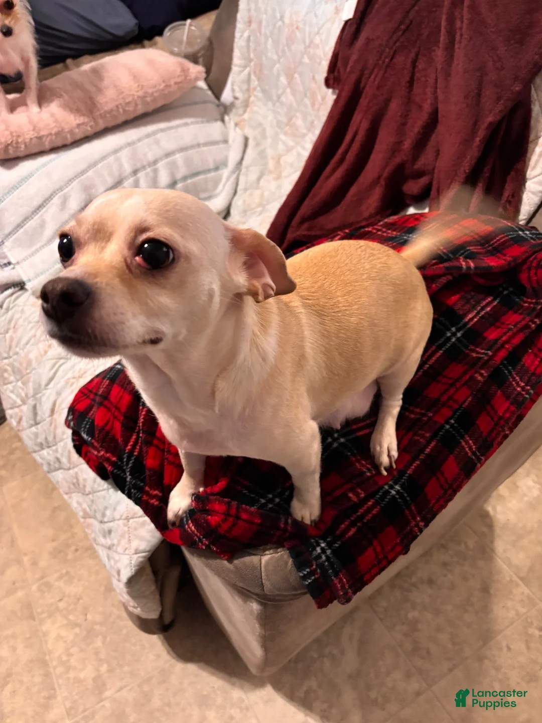Chipoo dogs for sale: Chipoo 11 - Ad 2
