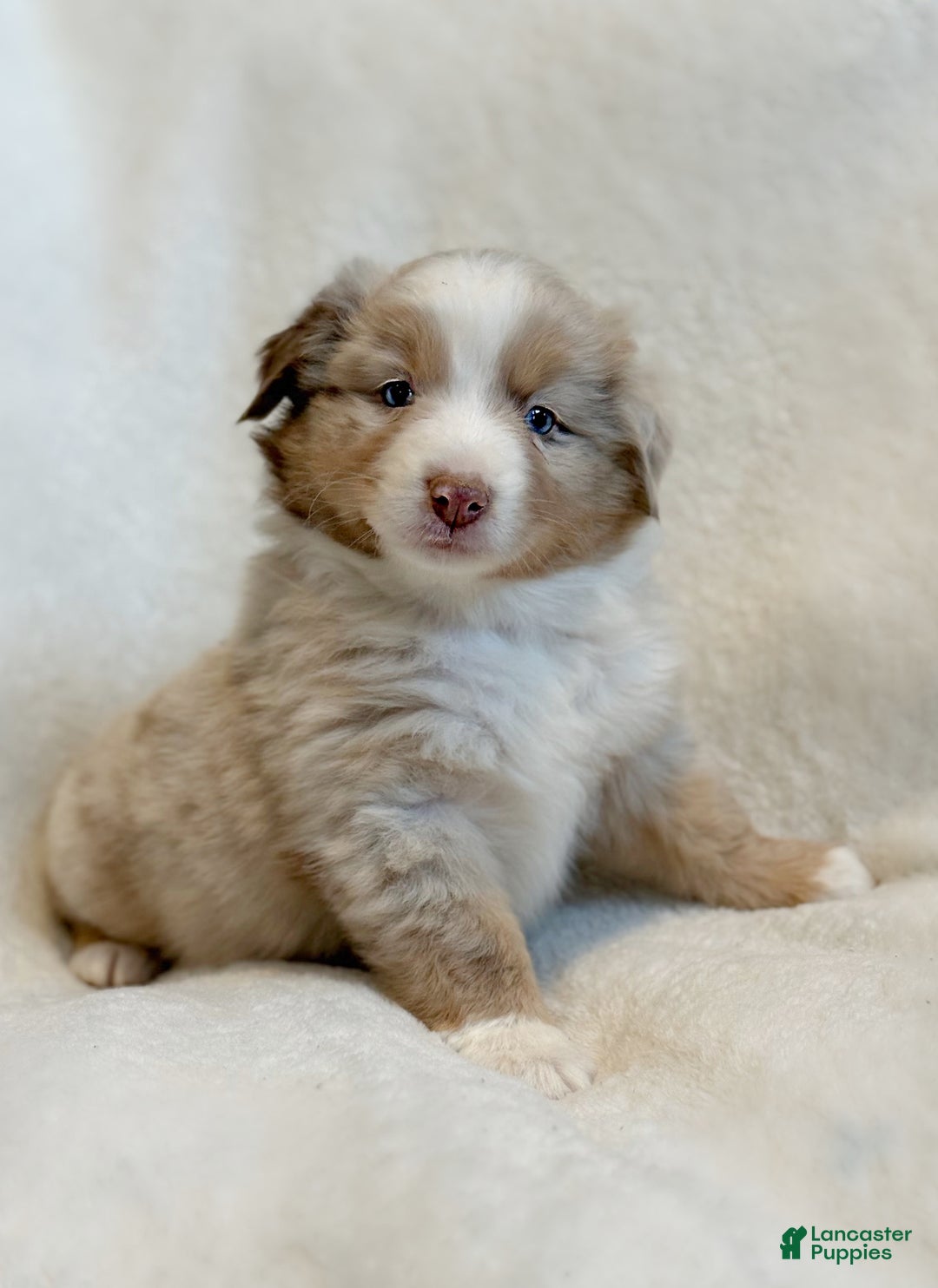 Miniature Australian Shepherd dogs for sale: Banks - Ad 2