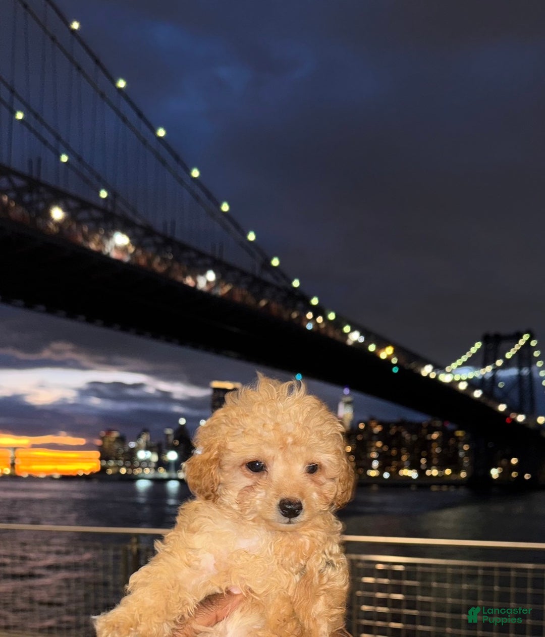 Cockapoo dogs for sale: 🐾✨ Bentley – The Mini Blonde City Gentleman ✨ - Ad 2