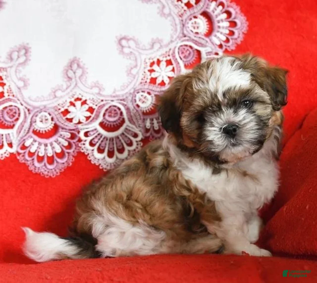 Shih Tzu dogs for sale: Max - Ad 1