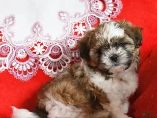 Shih Tzu dogs Max - Ad 18
